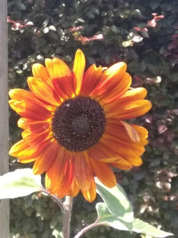 Zonnebloemen hoeven geen kompas